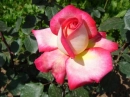 Love roses!