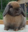  XXX Rabbit XXX