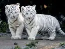 Bay Tigers