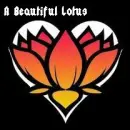 a beautiful lotus