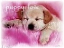 puppy love