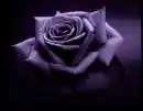 Purple Rose