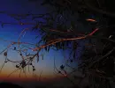 Gumtree over sunset