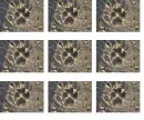 Paw Print