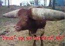 Big horns