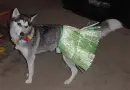  Hula Husky