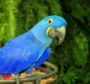 Parrot