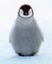 A Baby Penguin