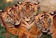 Baby Tigers
