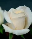 White Rose With Glitter
