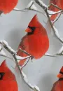 Snow Bird