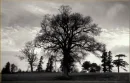 Black Trees Background