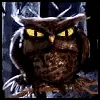 blinking night owl
