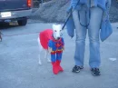 Dogs & Costumes