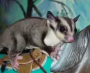 Sugar Glider