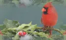 holly bird