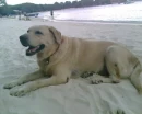 SeaDog1