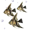 pisces