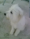 SeaDog3