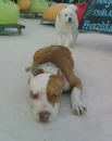 SeaDog4