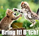 Cat Fight!