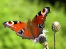 Mariposa