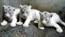 Baby Tigers