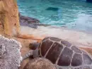 turtle at sea world