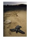 turtle on beach
