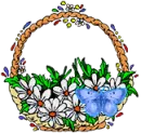 Daisies