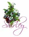 Shirley