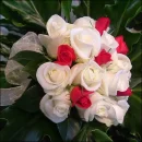 white rose