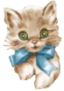 kitten