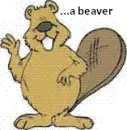 A beaver