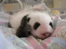 panda panda