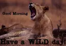 Good Morning