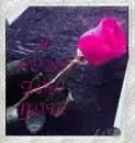 A Rose