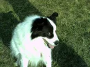 Hund mit Dackelblick