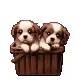 Puppies