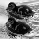 ducklings
