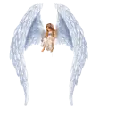 white wings