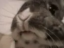 kawaii rabbit XD