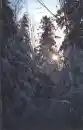 Frosted Pines
