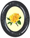 Yellow Rose