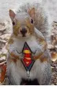 SuperSquirrel