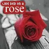 red rose