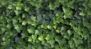 ivy