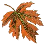 autumn leaf