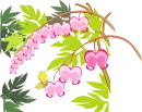 Bleeding Hearts