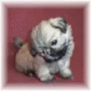 Cute Puppy
